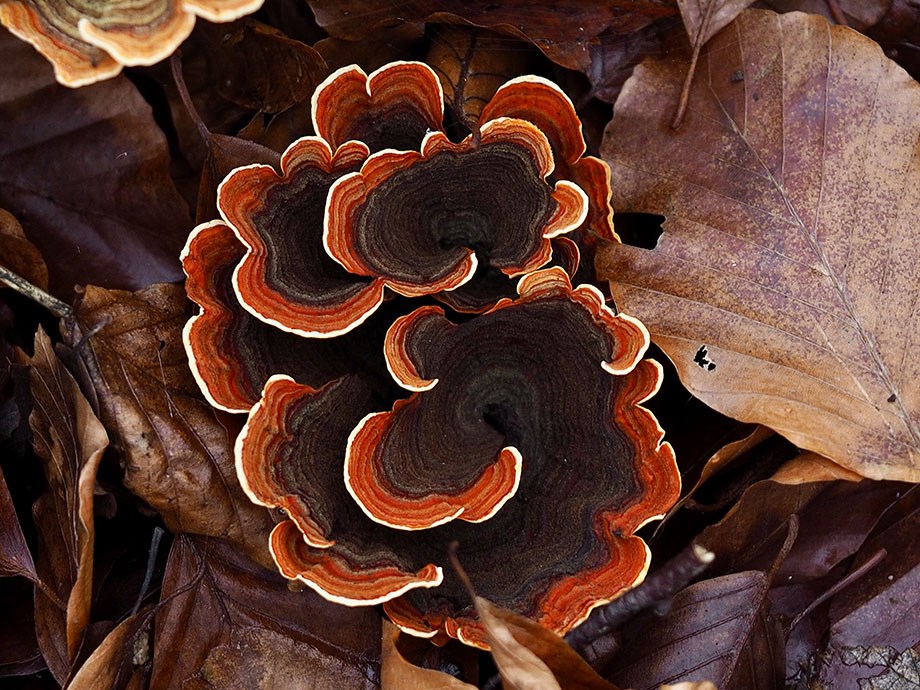 Trametes Versicolour – Turkey tail fungus
