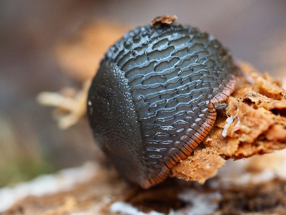 Black slug – Arion ater on wood. Love the orange foot fringe!